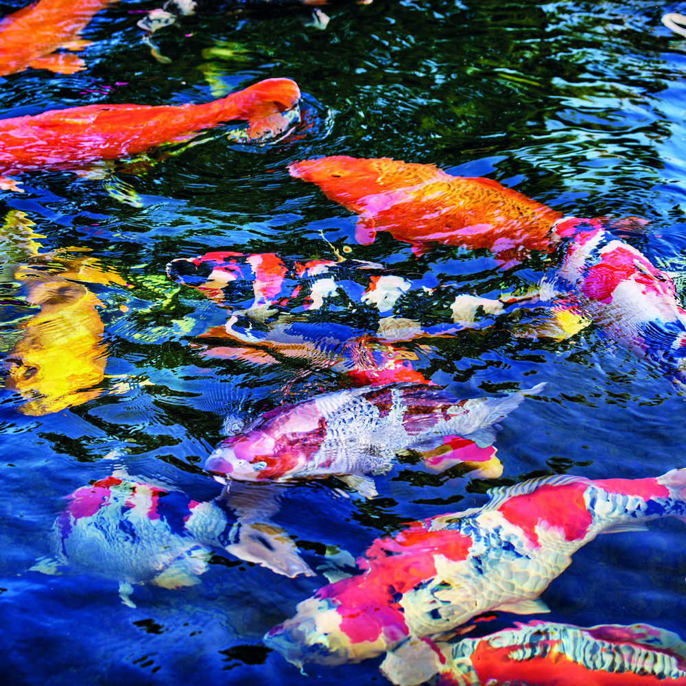 Poisson bassin naturel