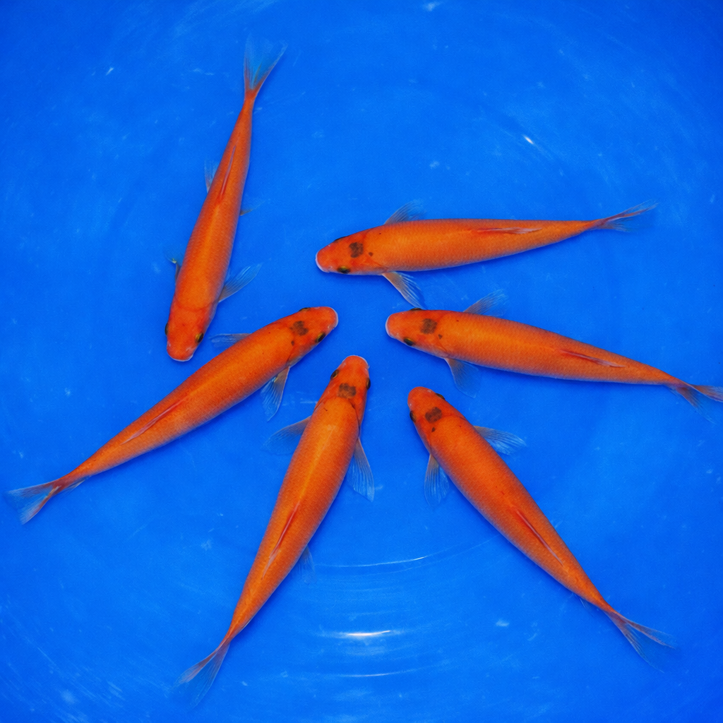 Poisson baignade bio