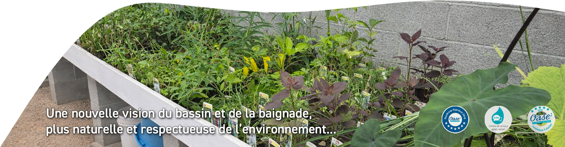 Slider plante bassin naturel