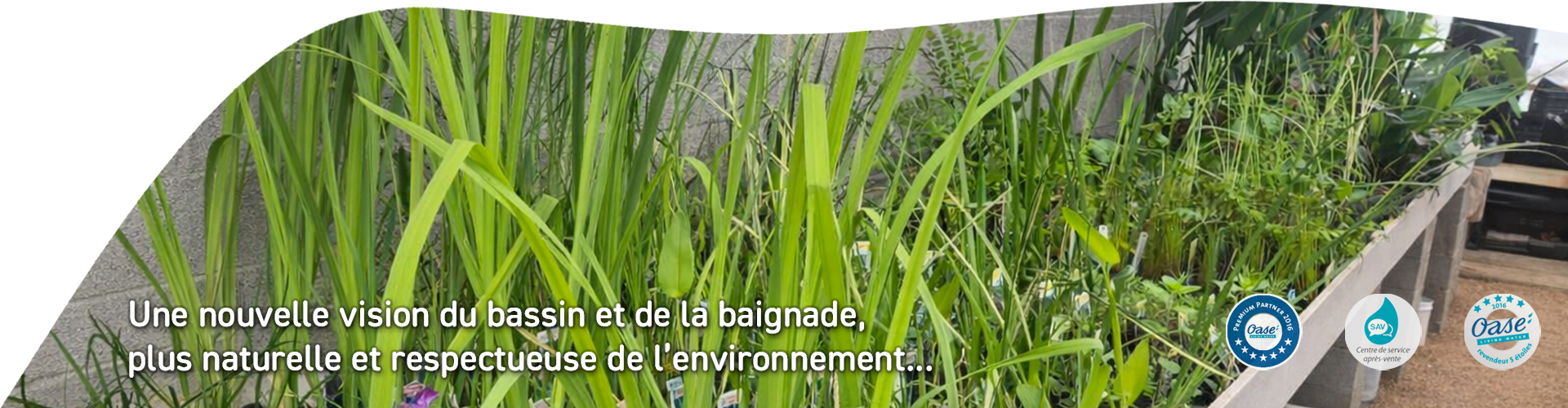 Slider plante bassin naturel